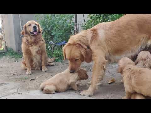 Retriever Lodge Expandable Kennel Sale 07 2021