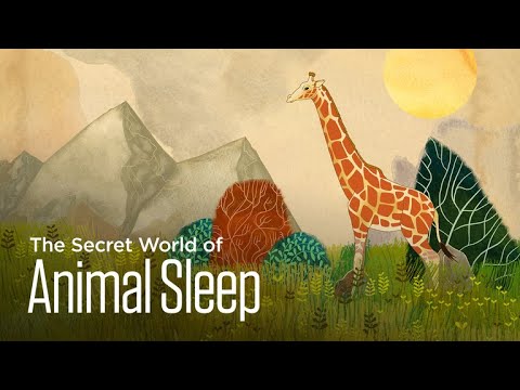 The Secret World of Animal Sleep: Sleepless on the Savanna