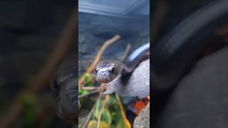 Indian Cobra. #shorts #animals #snake