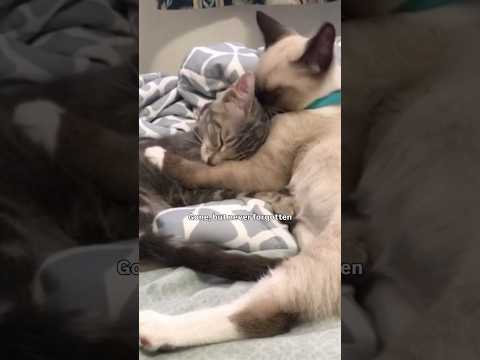 Forever in our hearts 🫶 #viral #cat #shorts #kitten #diademuertos #catmom #petloss #october27