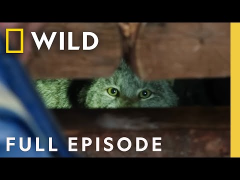 Wolverine Claws (Full Episode) | Dr. Oakley, Yukon Vet | Nat Geo Animals