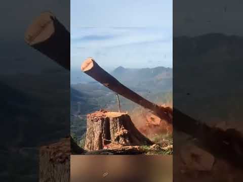 Satisfying moment of logging #usa