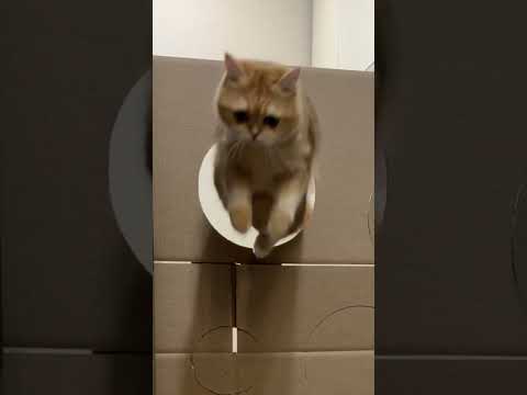 spongecat