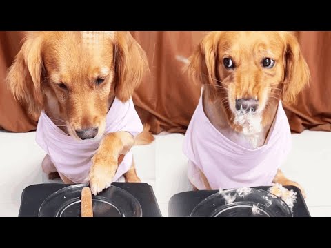 Funny Dog | The dog has been fooled by fake sausages 😡😡😡#Cuihuastory #Cute Pet