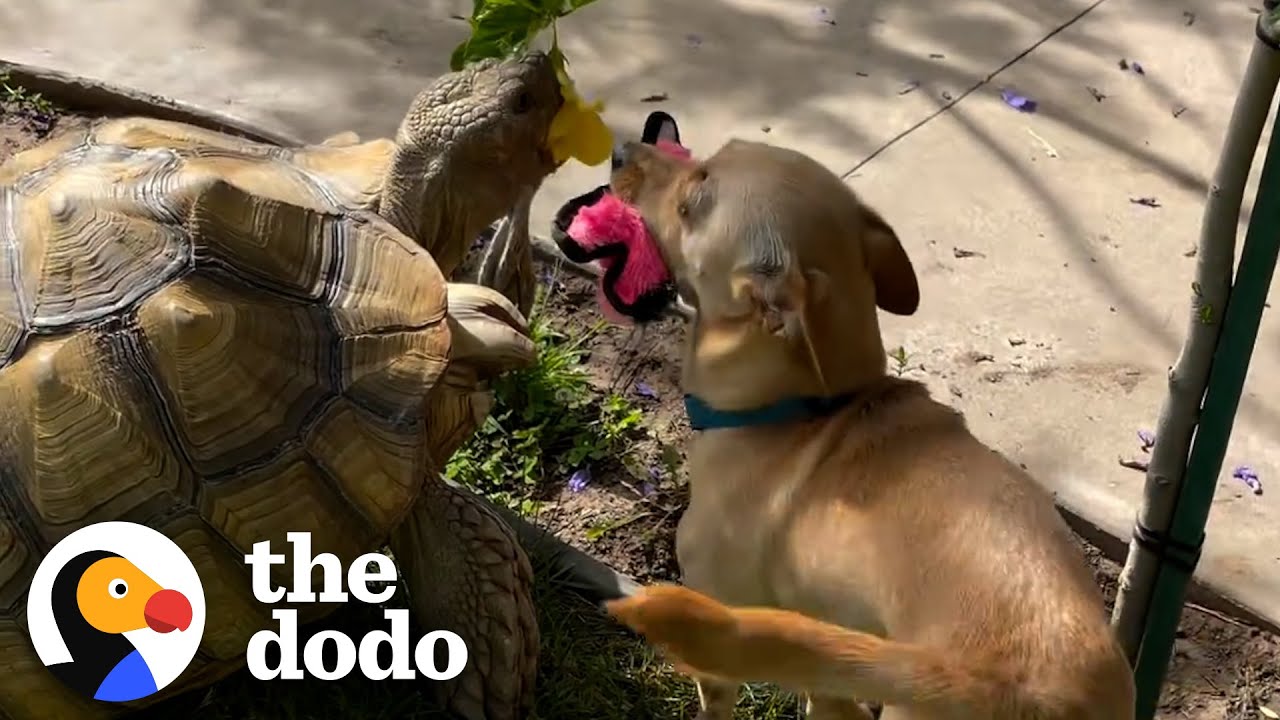 Puppy Brings His Tortoise Brother His Favorite Toys - The Dodo