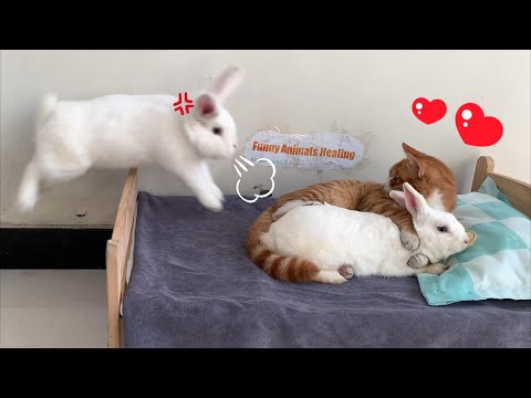 So funny! The female rabbit fell in love with the cat! The male rabbit was very angry but helpless!