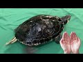 Turtle Species and Their Adaptations