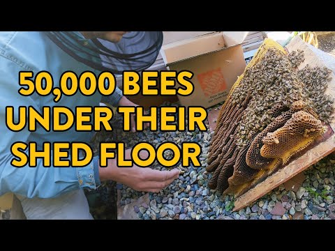 TWO MASSIVE Beehives with 50,000 Bees!!