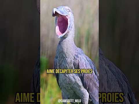 LE CRI DE CET OISEAU VA TE GLACER LE SANG 💀