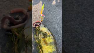 Everything Likes The Summer Worm Harness