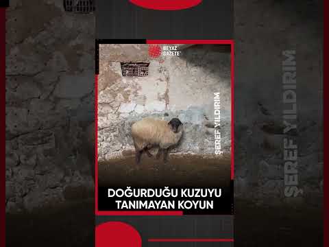 Doğurduğu kuzuyu tanımayan koyununu paylaşan hayvan sahibi.