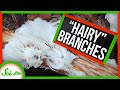 Understanding Hair Ice and Its Formation