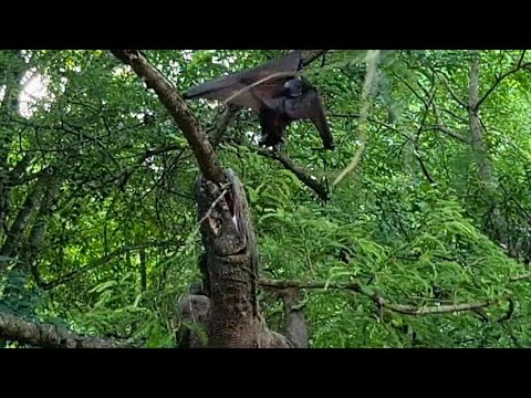 Komodo Dragon's Epic Leap: Snatches Bat Mid-Air