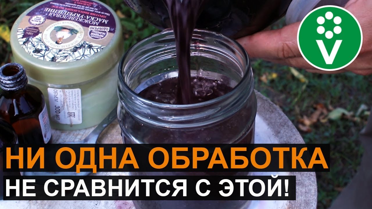 Обработайте этим плодовые деревья после сбора урожая! Рецепт красного раствора от ивана русских