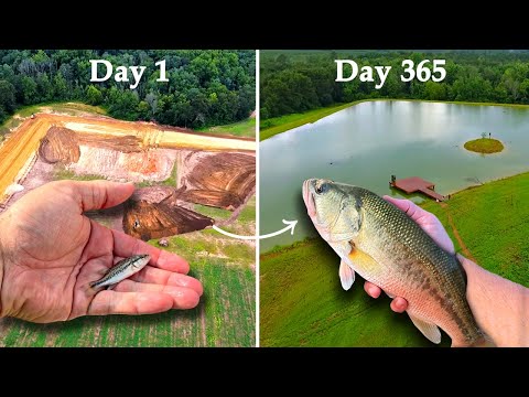 One Year Ago We Added Bass to the 5 Acre Pond - Here's What Happened