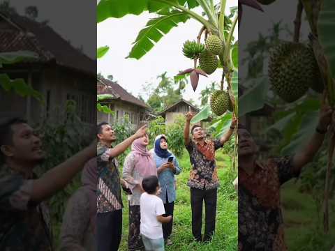 pisang ajaib berbuah durian #faktaunik #shortvideo