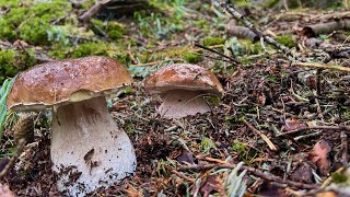 SOTTO LA PIOGGIA IN ALTA QUOTA ➖ PORCINI 2025.