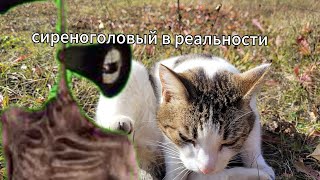 дусика преследует сиреноголовый?