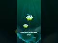 Lotus Flower in Culture and Uses
