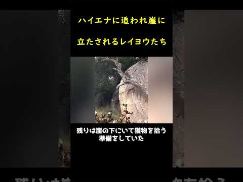ハイエナから逃れるレイヨウたち🦌