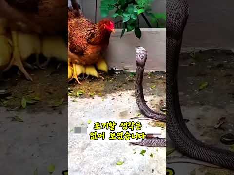 킹코브라가 병아리를 먹으려하자 보인 암탉의 반응