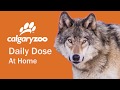 Ecosystem Dynamics and Species Interactions