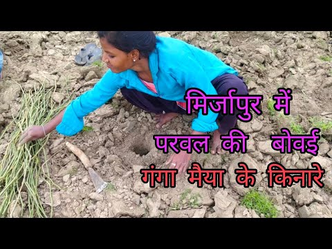 PARVAL KI KHETI मिर्जापुर में  video 2024