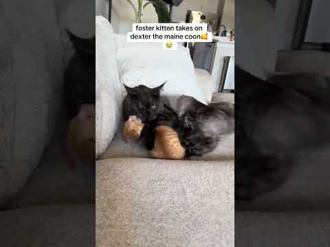 brave little boy #cat #kitty #kitten #funnycats @the_maine_coonies_