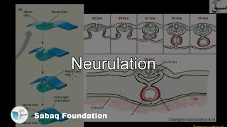 Neurulation