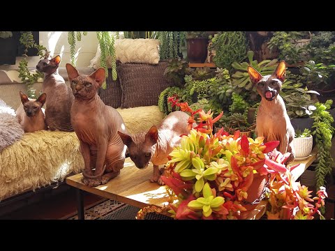 Relaxing Cats Video 💞 Sphynx Family