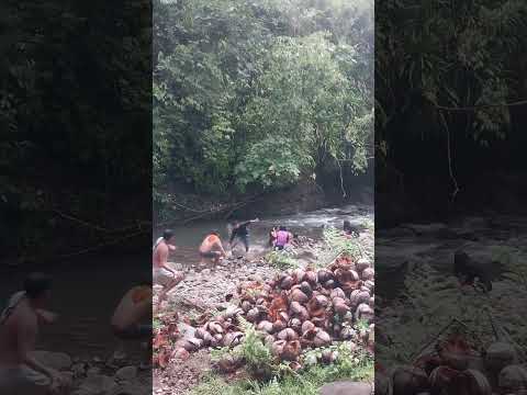 snake in the river