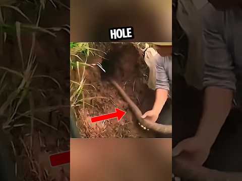 He unleashed his pet anaconda into a mysterious hole 🕳️🐍 #shortsvideo #shorts