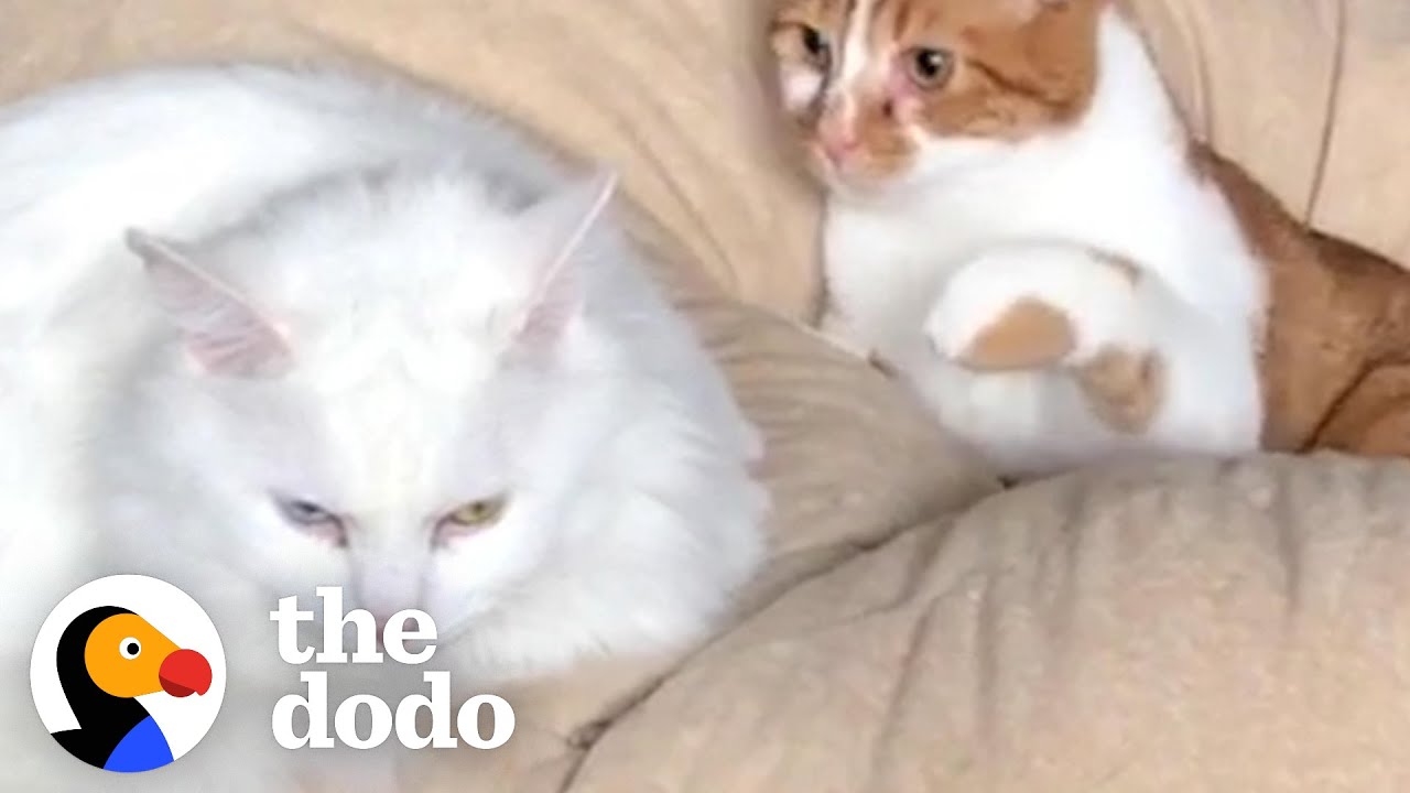 Cat Tries To Cope With Unrequited Love Cat Crazy