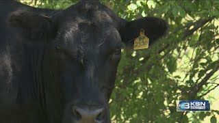 YouTube video thumbnail: Kansas Ranchers don't Expect Trump's Import Plan to Help Domestic Cattle Herd