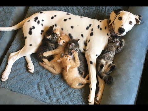 😺 Мама для котят! 🐕 Смешное видео с собаками, кошками и котятами! 😸