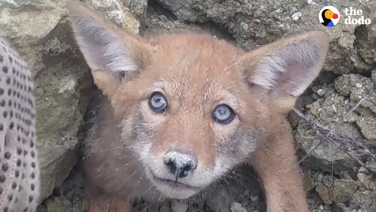 Guys Rush To Free Baby Coyote From Collapsed Den UPDATE