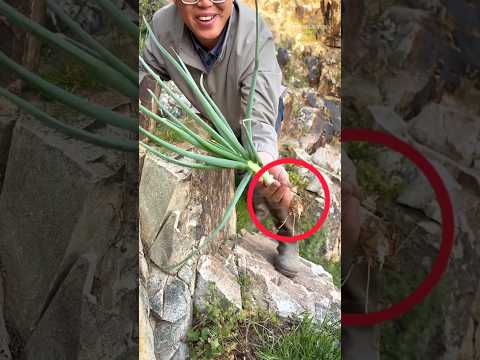 Why didn't people in India believe that Chinese farmers were growing onions on the mountains ๐ฑ