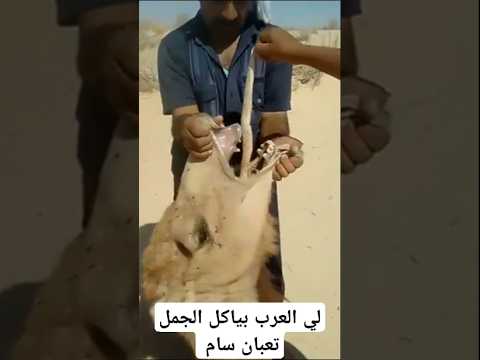 لي بياكلو الجمل ثعبان سام #ثعبان #اكسبلور #ثعلب #animals #حقائق #ثعلب #حقائق #facts