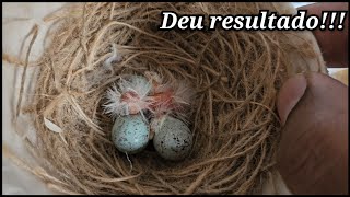 Dei o viagrinha com avix e olha o resultado 
