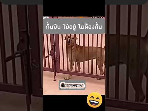 กั้นไม่อยู่จริงๆถ้าเก่งขนาดนี้