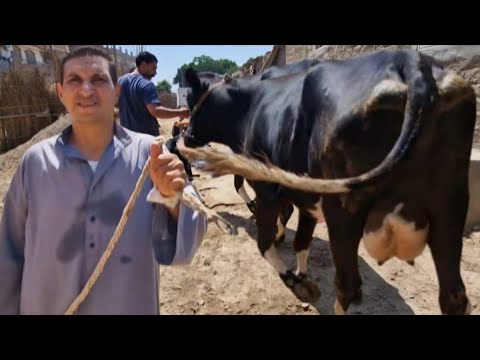 دا بقا اللي كل التجار هاتعمله حساب وهايوقف كل تاجر عند حده الموسم ده في ٢٠٢٥
