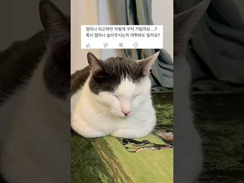 이 고양이는 왜 이렇게 자주 졸아요?