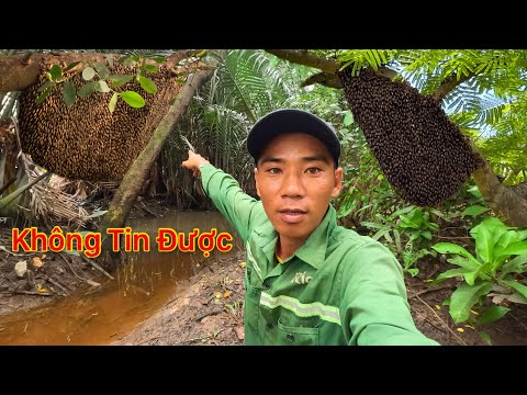ÔI TRỜI ƠI HÔM NAY NGHỀ MƯU SINH TRÚNG MÁNH BA TỔ ONG BẦU MẬT KHỦNG