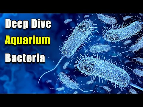 WATCH THIS: If You Want To REALLY Understand Your Aquarium