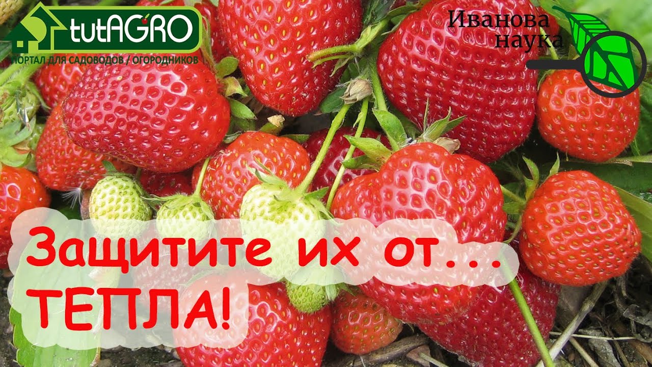 Защищаем все растения от возвратного потепления! Оттепель пришла беду принесла!