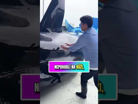 Tahle obrovská kosatka je obří! 😲🐋🌊