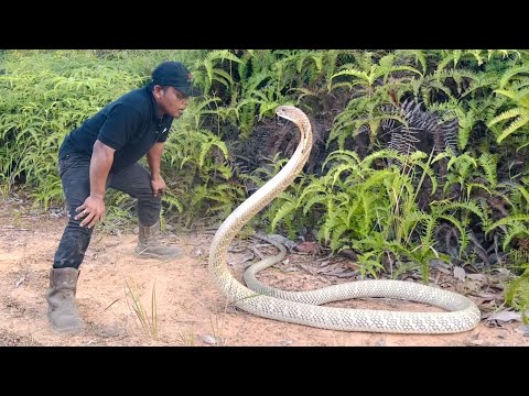 MENYERAMKAN INILAH SOSOK ULAR KING COBRA RAKSASA TERBESAR DI DUNIA | ULAR | KING COBRA