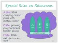 Exploring the Process of Translation in Protein Synthesis