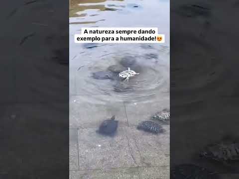 como sempre, a natureza dando exemplo de amor ❤️