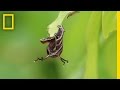 Understanding the Video Transcript